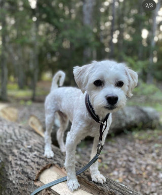 Kundberättelse från Sara och hunden Viggo