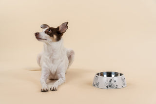 Moomin for pets - 80 Large