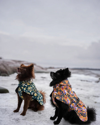 Två hundar i Hundinspiration Beana Frostbite vintertäcken med mönstrad design sittande på snöigt underlag.