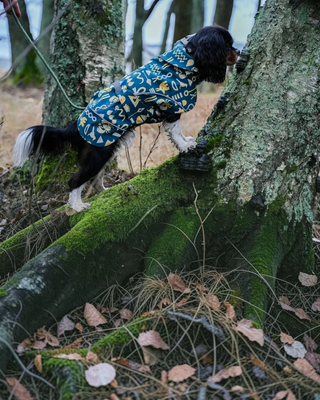 Hundinspiration Beana Frostbite vintertäcke med mönster i blått och gult på en hund i skogsmiljö.