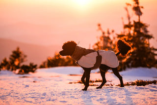 Non stop dogwear - Glacier wool jacket 3.0 grå