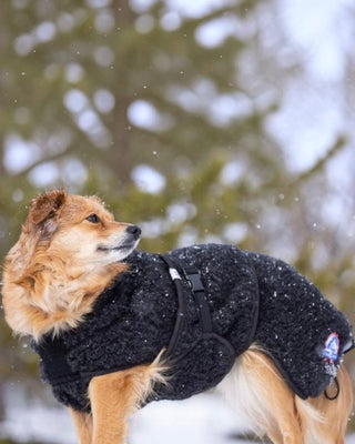 Hundinspiration Canelana ambassadör ulltäcke i svart merinoull på en hund utomhus i snöfall.