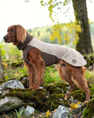 Hundinspiration Canelana Sidney beige ulljacka i merinoull på en irländsk setter i en skogsmiljö.