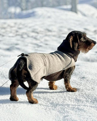 Hundinspiration Canelana Sidney beige ulljacka i merinoull på en strävhårig tax stående i snöigt vinterlandskap.