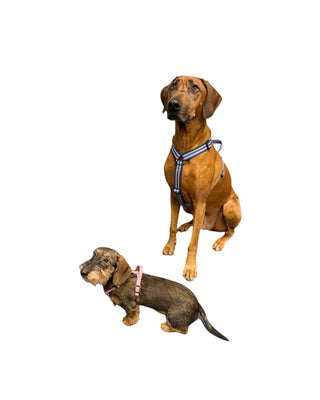Hundinspiration Metizo Cozitem olivgrön ergonomisk hundsele på en Rhodesian Ridgeback bredvid en liten tax