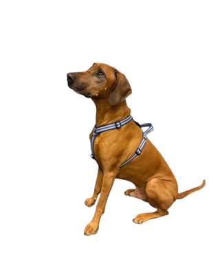Hundinspiration Metizo Cozitem olivgrön ergonomisk hundsele med reflex och handtag på en sittande hund