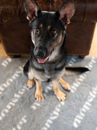 Hundinspiration Monster fäll i grått med halkfri baksida, placerad på golvet under en sittande schäferhund.