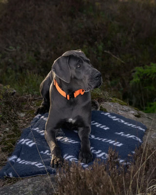Hundinspiration Monster fäll i mörkblått material som ligger under en grå hund utomhus på en sten