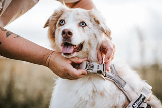 Hundinspiration Non-stop dogwear Trekking line harness CLIP’N i beige med spänne vid halsen på en hund