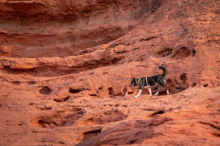 Hund bär Non-stop dogwear Trekking line harness CLIP’N i en stenig terräng från Hundinspiration