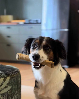 Hundinspiration Ozami tuggrulle av hästhud med blåbär som en hund håller i munnen inomhus