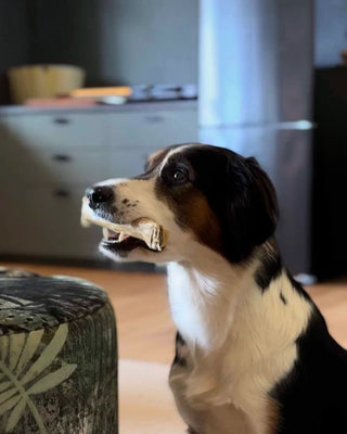 Hund som håller en Ozami Häst med blåbär tuggrulle i munnen, ett naturligt hundtugg från Hundinspiration.