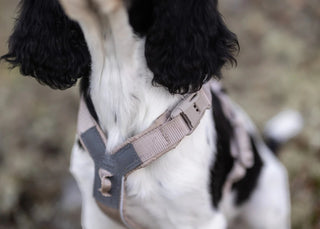 Hundinspiration Non-stop dogwear Trekking line harness CLIP’N i beige på en hund för bekväm vandring och vardag.