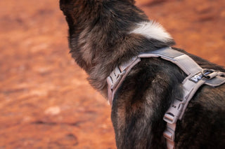 Hundinspiration Non-stop dogwear Trekking line harness CLIP’N i grått på hund för vandring och vardag