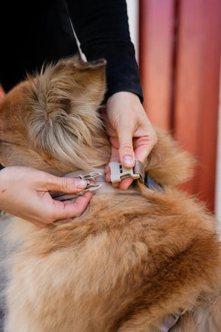 Hundinspiration Non-stop dogwear Trekking line harness CLIP’N med spänne vid halsen på en hund