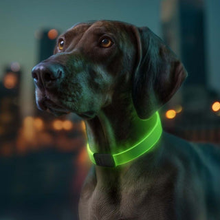 Hundinspiration Waudog LED-halsband med lysande grönt sken på en hund under en kvällspromenad i staden