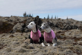 Non-stop dogwear Trail quest fleece pullover