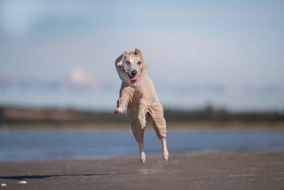 Non stop dogwear - Trail Quest Fleece Overall