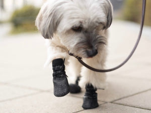 Collar of Sweden - Hundsockor